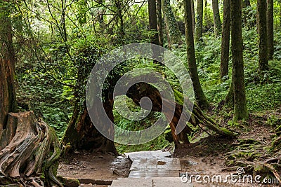 Alishan, Chiayi City, Taiwan primeval forest Stock Photo