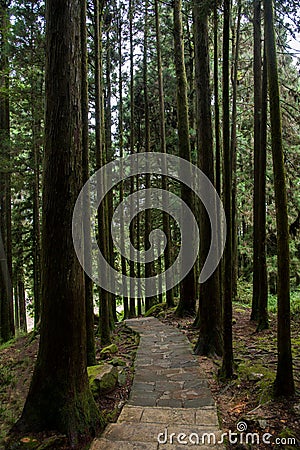 Alishan, Chiayi City, Taiwan primeval forest Stock Photo