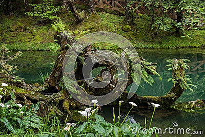 Alishan, Chiayi City, Taiwan primeval forest Stock Photo