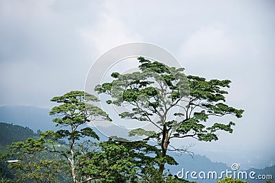 Alishan forest canopy Stock Photo