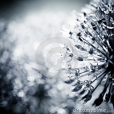 alium flower with dandelion flower structure wit water drops. Black and white photo. Stock Photo