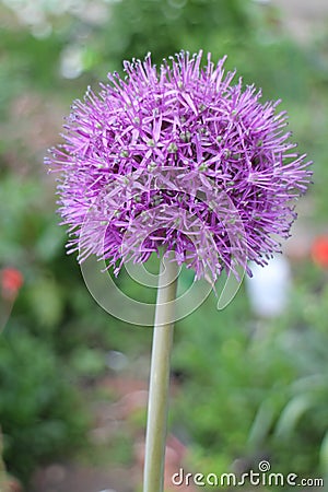 Alium onion flower close to Stock Photo