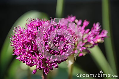 Alium Stock Photo