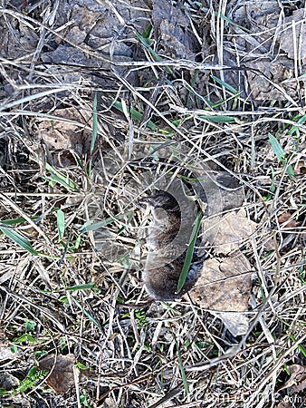 A dead shrew in the woods Stock Photo