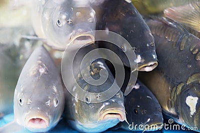 Alive big carps looking through aquarium glass in fish market. Carps usually prepared for traditional Christmas dinner in Stock Photo