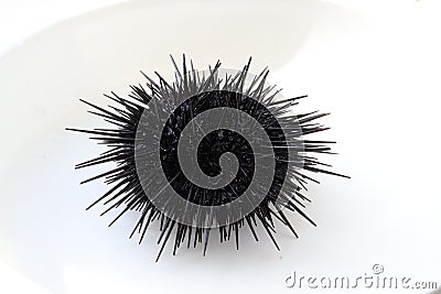 Alive black sea urchin Strongylocentrotus nudus on white background closeup Stock Photo