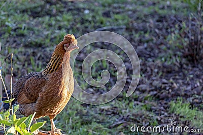 Alive brown chicken with green background, hen live in free range poultry farm Stock Photo