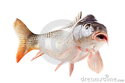 Alive carp fish isolated on white background Stock Photo