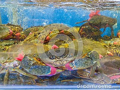 Alive crab in water tank for sale at seafood supermarket Stock Photo