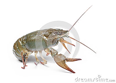 Alive crawfish isolated Stock Photo