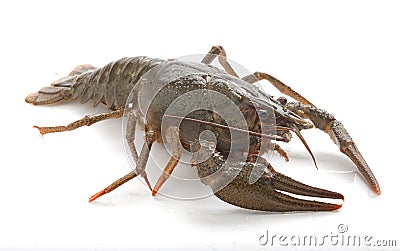 Alive crawfish Stock Photo