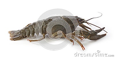 Alive crawfish Stock Photo