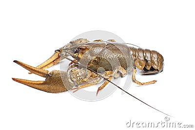 Alive crawfish on white background Stock Photo