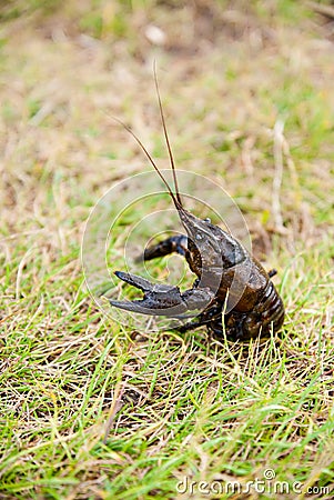 Alive crayfish. Stock Photo