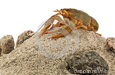 Alive crayfish Stock Photo