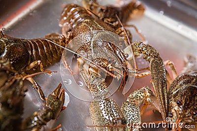 Alive crayfish in market Stock Photo