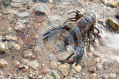 Alive crayfish Stock Photo