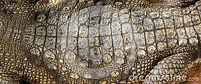 Alive Crocodile real skin macro texture detail Stock Photo