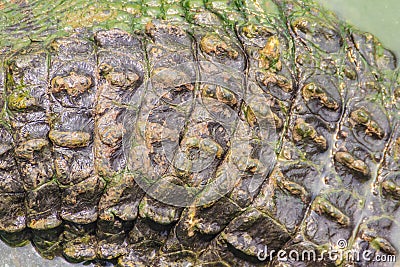 Alive crocodile tail pattern from the living body for background Stock Photo