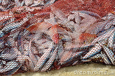 Alive different sea fishes in the net. Stock Photo