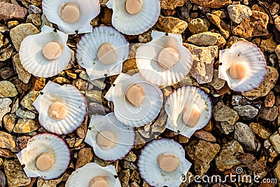 Alive Japanese scallops Chlamys nipponensis on the coast of Japan sea, Pacific ocean Stock Photo