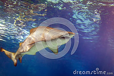 Alive large shark swims in water Stock Photo