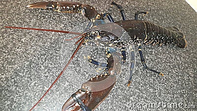 Alive lobster Stock Photo