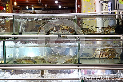 Alive lobsters inside an aquarium at a seafood market Editorial Stock Photo