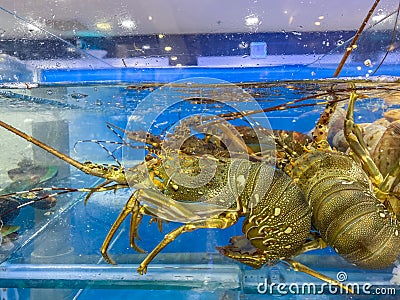 Alive lobsters in water tank for sale at seafood market Stock Photo