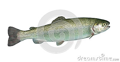 Alive rainbow trout Stock Photo