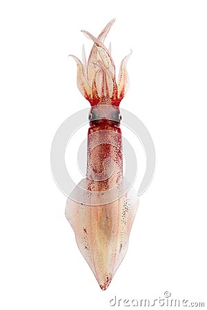 Alive squid seafood isolated on white Stock Photo