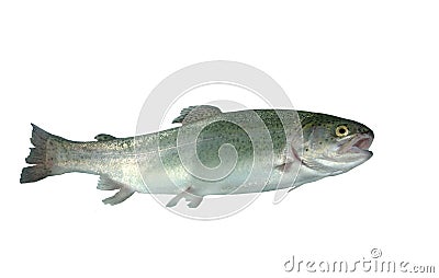 Alive trout Stock Photo