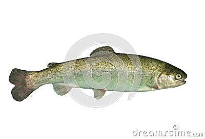 Alive trout Stock Photo