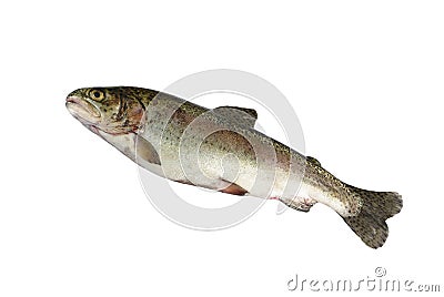 Alive trout Stock Photo