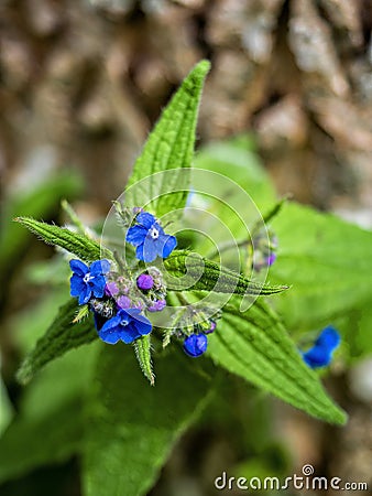 Alkanna tinctoria close up Stock Photo