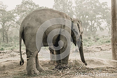 Elephant Breeding Center Chitwan, Nepal Stock Photo