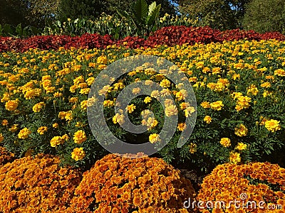 Red yellow orange flowers Stock Photo