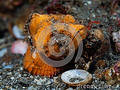 Orange False Stonefish. Scorpaenopsis diabola. All a Matter of Scale Stock Photo