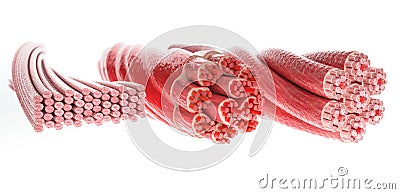 All muscle types in one picture, Skeletal, Cardial and Smooth Muscles - 3D Rendering Stock Photo