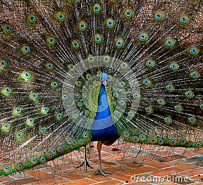 Peacock showing off his true colors Stock Photo