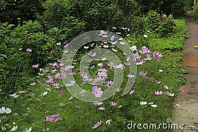 Flowers in the New District of Fryazino. Stock Photo