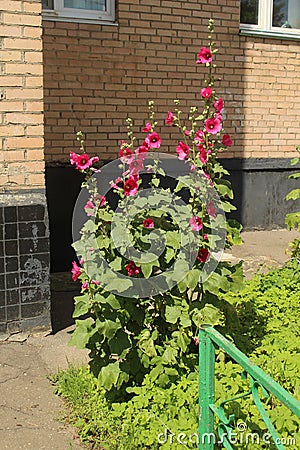 Flowers in the New District of Fryazino. Stock Photo