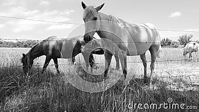 All The Pretty Horses Stock Photo