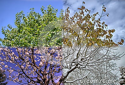 All 4 seasons tree in one photo Stock Photo