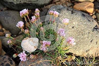 All Washed Up - Dog Whelk Shell Caught In A Patch Of Sea Thrift. Stock Photo
