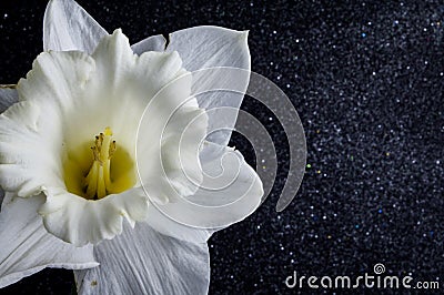 All white Daffodils Mount Hood Stock Photo