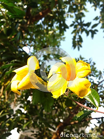 Allamanda cathartic yellow flower Stock Photo