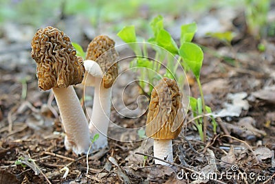 Allegory, a family of two adults and one young morels mushrooms Stock Photo