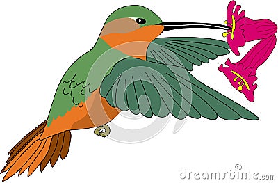 Allen`s Hummingbird Male Feeding on Nectar Illustration Vector Illustration