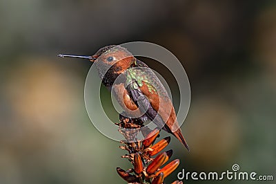 Allen`s Hummingbird Perched on Aloe Stock Photo